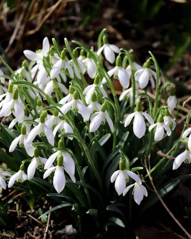 how-to-grow-snowdrops