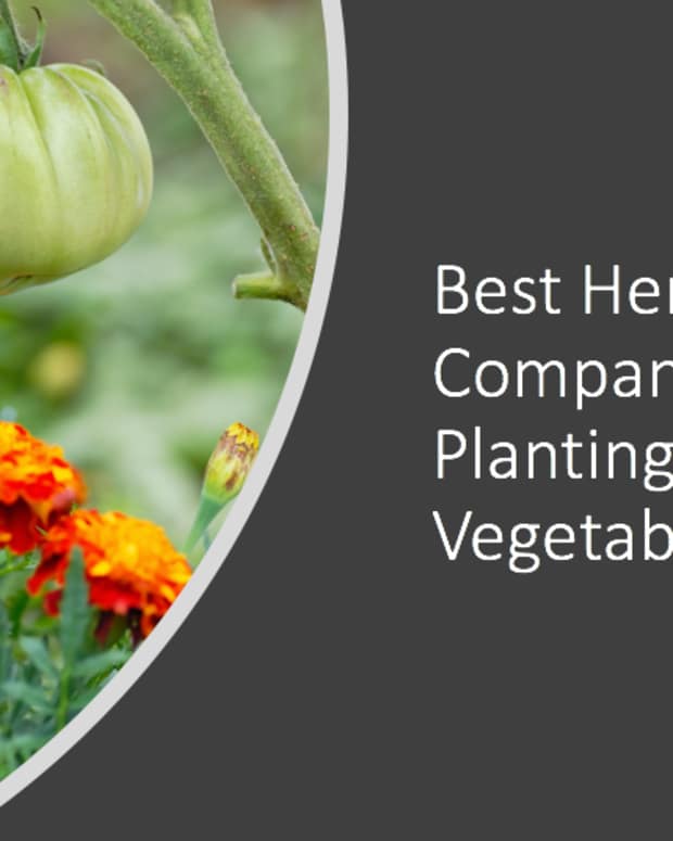 Vegetable Garden Companion Plants Guide Dengarden Home and Garden