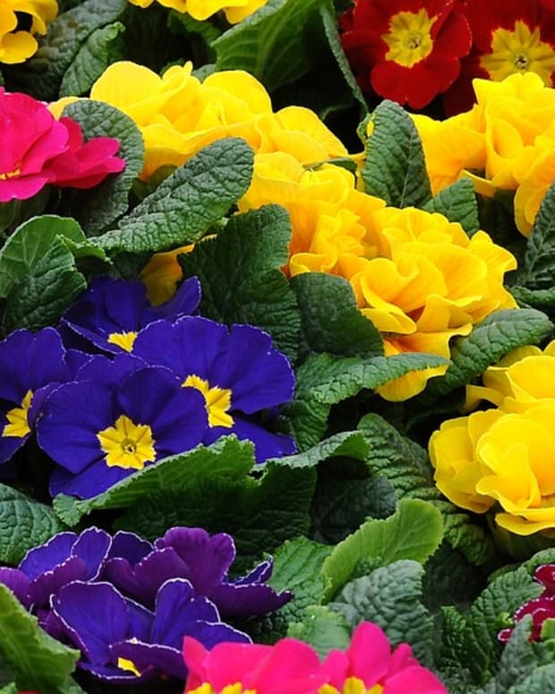 how-to-grow-primroses-a-cottage-garden-favorite