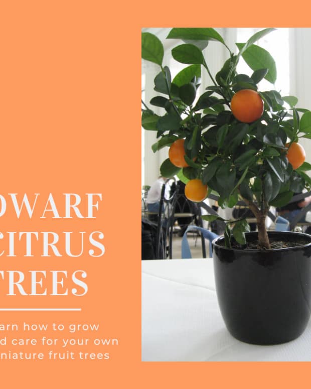 How to Grow Indoor Meyer Lemon Trees Dengarden