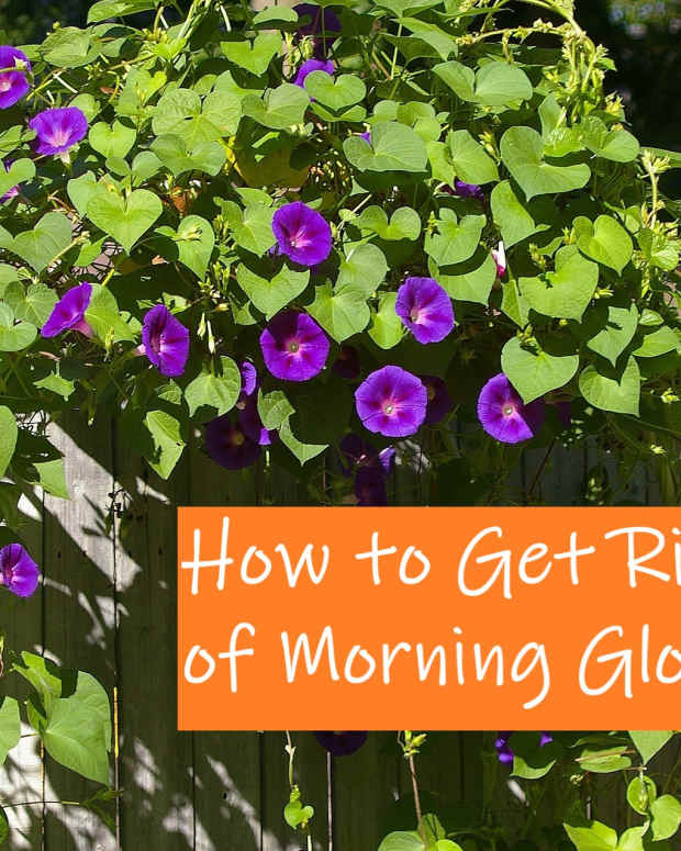 how-to-get-rid-of-morning-glory-safely-permanently