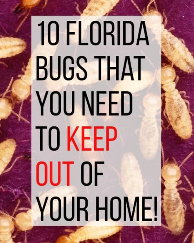 10-household-bugs-to-watch-out-for-in-florida