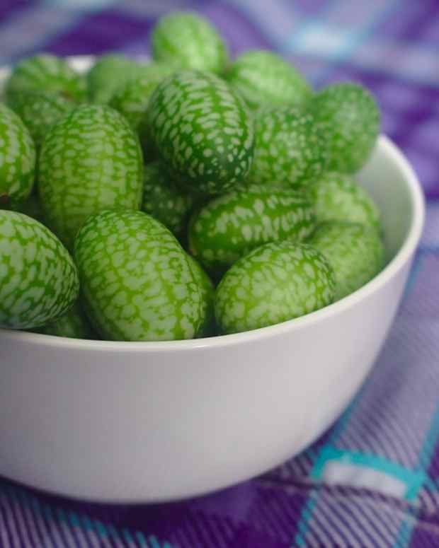 How to Grow Mouse Melons (aka Cucamelons) Dengarden