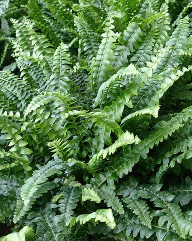 how-to-grow-a-boston-fern-sword-fern-indoors-or-outdoors