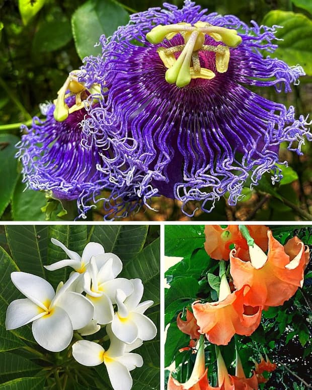 14 of the Best Fragrant Flowers to Grow for a Sweet-Scented Garden ...