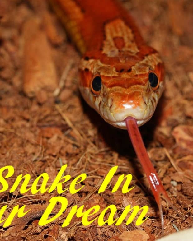 dream-interpretation-snakes-meaning