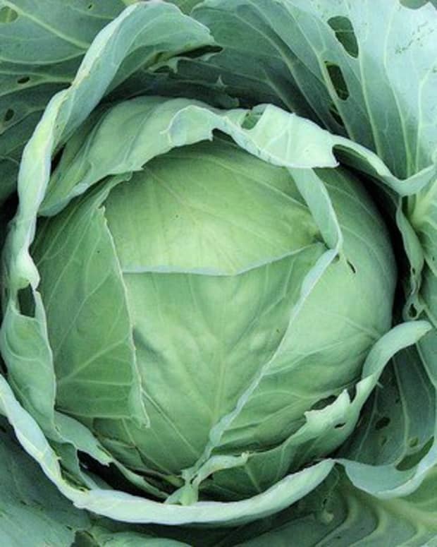 the-great-cabbage-memo