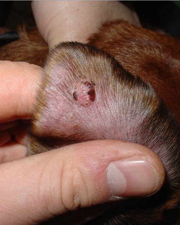 my-dog-has-a-lump-what-could-it-be