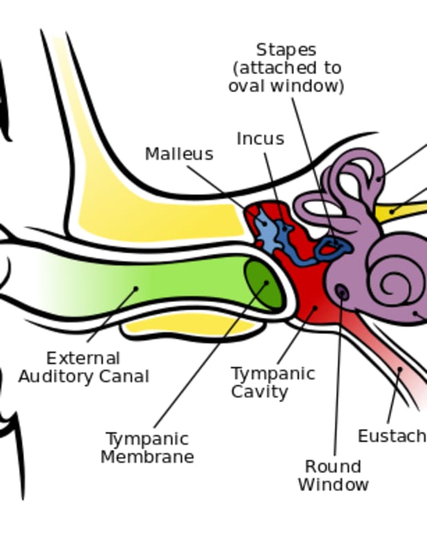 how-does-the-ear-help-to-balance-the-body
