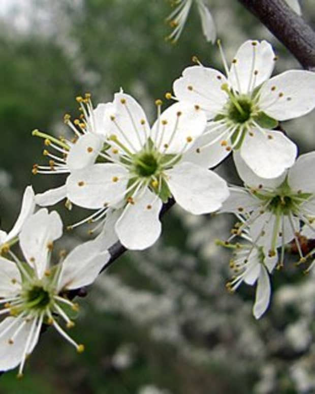 how-to-make-a-blackthorn-walking-stick-from-the-bush-prunus-spinosa