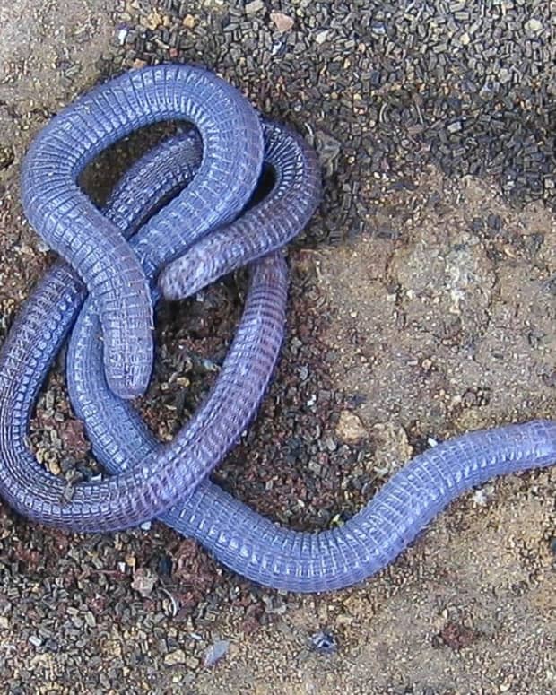 weird-and-interesting-reptiles-mole-and-worm-lizards