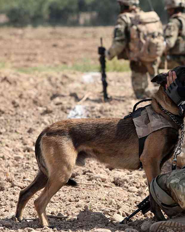 75 Dog Names for Beer Lovers PetHelpful