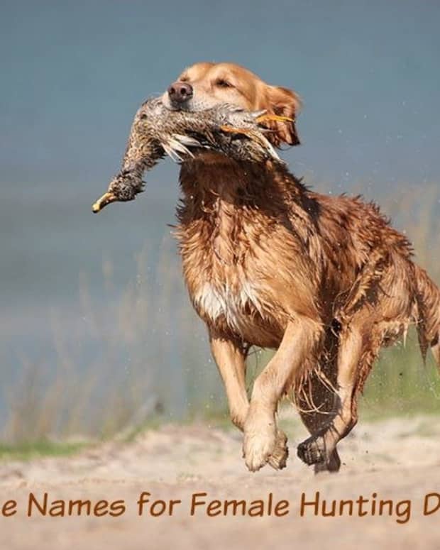 names-for-female-hunting-dogs