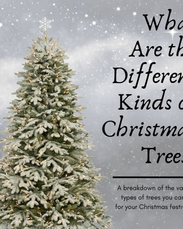 best-types-of-trees-for-christmas