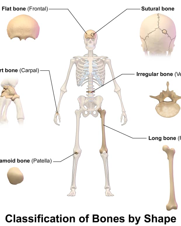 interesting-and-surprising-facts-about-the-human-skeleton