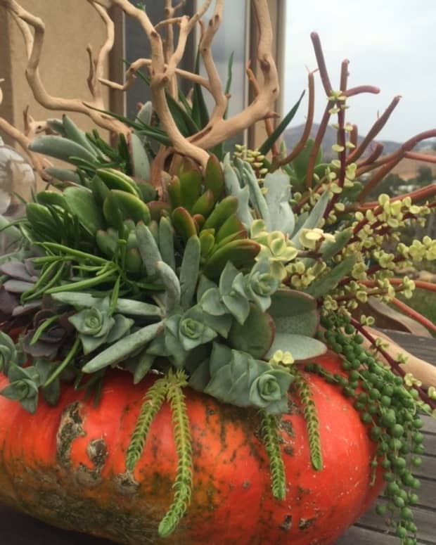 thanksgiving-centerpieces-using-succulents-and-other-drought-resistant-plants