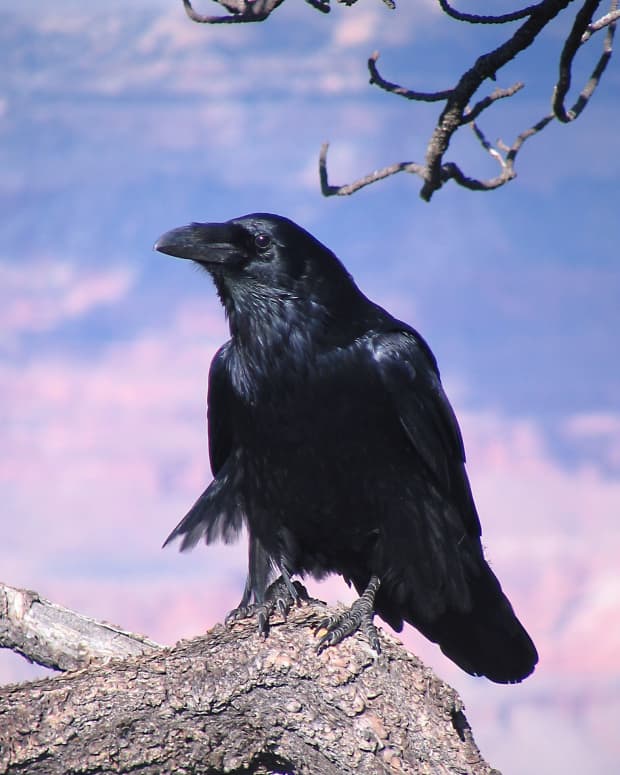 raven-facts-photos-and-videos-revelation-on-the-mountain
