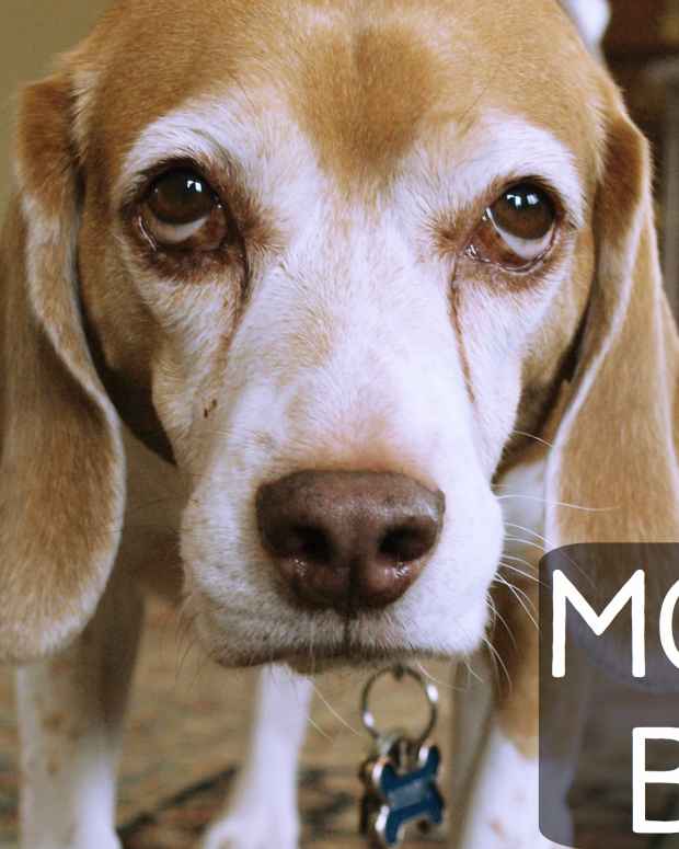 Why Is My Dog Vomiting? PetHelpful