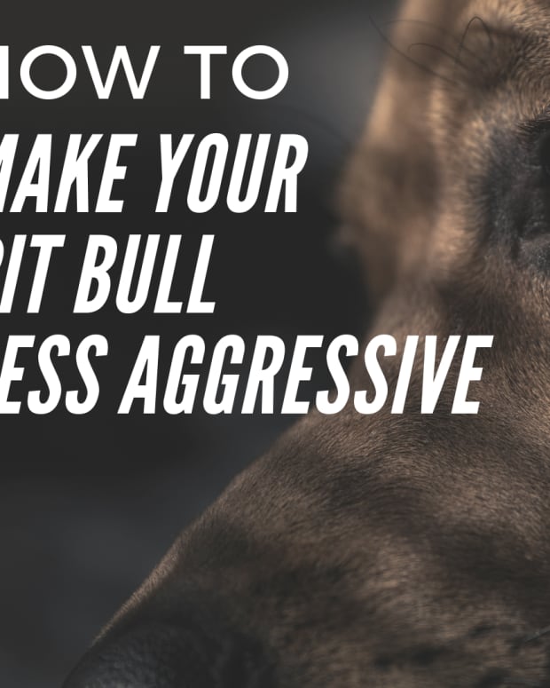 make-my-pitbull-less-aggressive