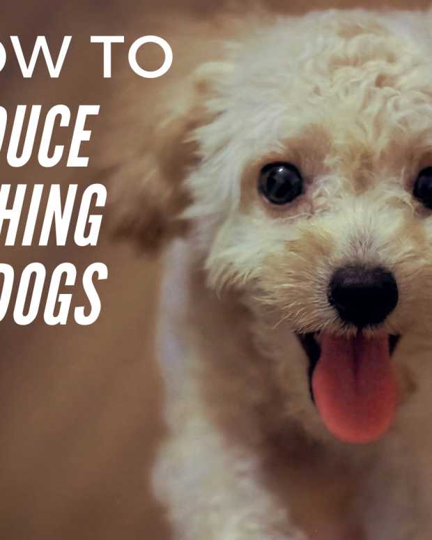 tips-to-make-an-allergic-dog-comfortable