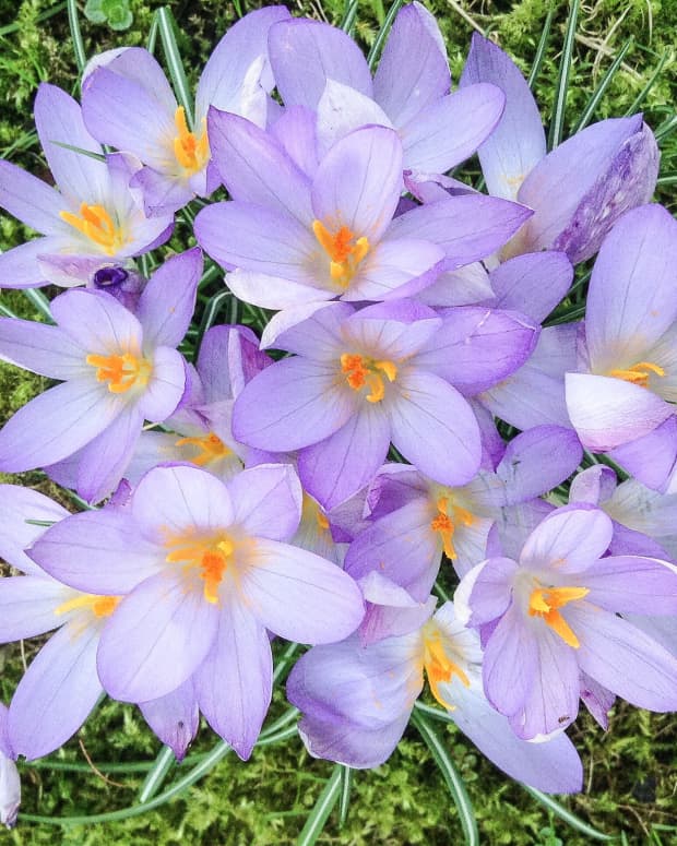 crocus-beautiful-flowers-saffron-spice-and-colchicine