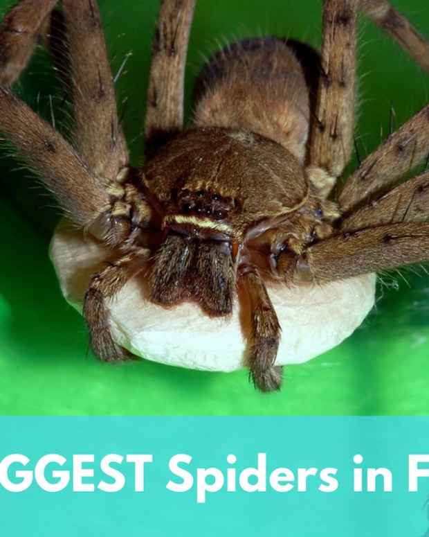 the-biggest-spiders-in-florida