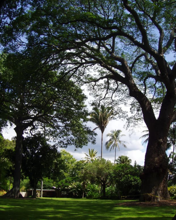 5-unique-botanical-gardens-of-oahu-for-tourists-and-locals