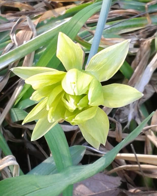 the-ugliest-daffodil-in-the-world-the-derwydd
