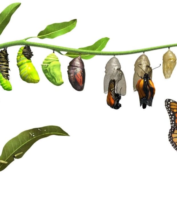 why-caterpillars-turn-into-butterflies