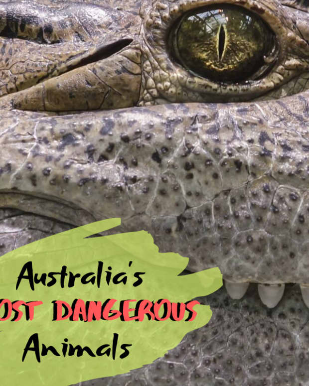 top-10-most-dangerous-animals-in-australia＂>
                </picture>
                <div class=