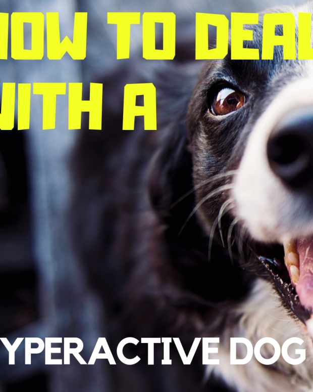 A Guide to 20 Calming Signals in Dogs PetHelpful