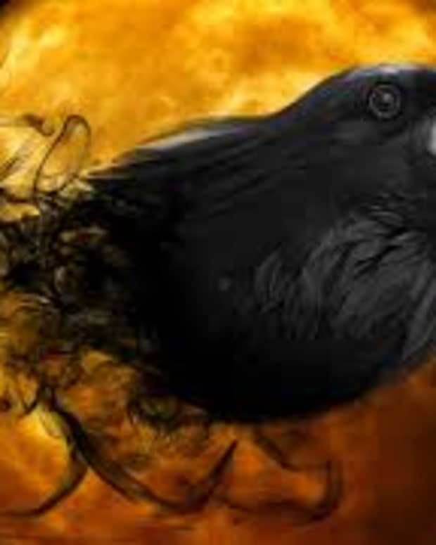 raven-bird
