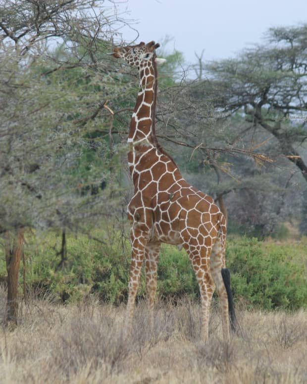kenya-best-tourist-attractions-national-game-parks