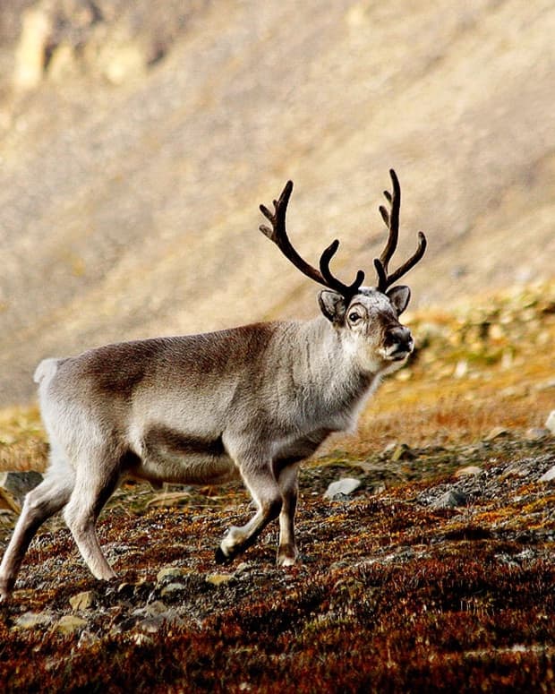 svalbard-reindeer-in-norway-facts-and-potential-problems