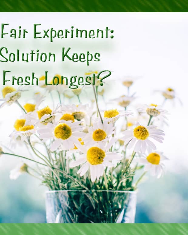 science-fair-project-what-solution-preserves-flowers-best