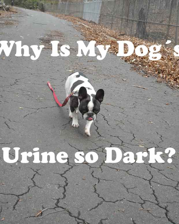 Cholesterol Deposits in a Dog's Eye PetHelpful