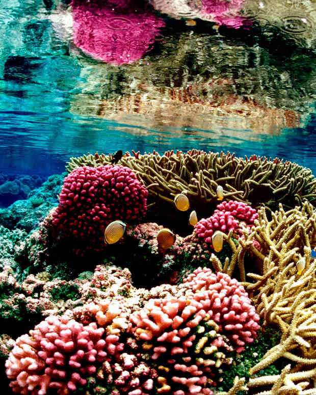 coral-bleaching-and-oxybenzone-choose-your-sunscreen-carefully