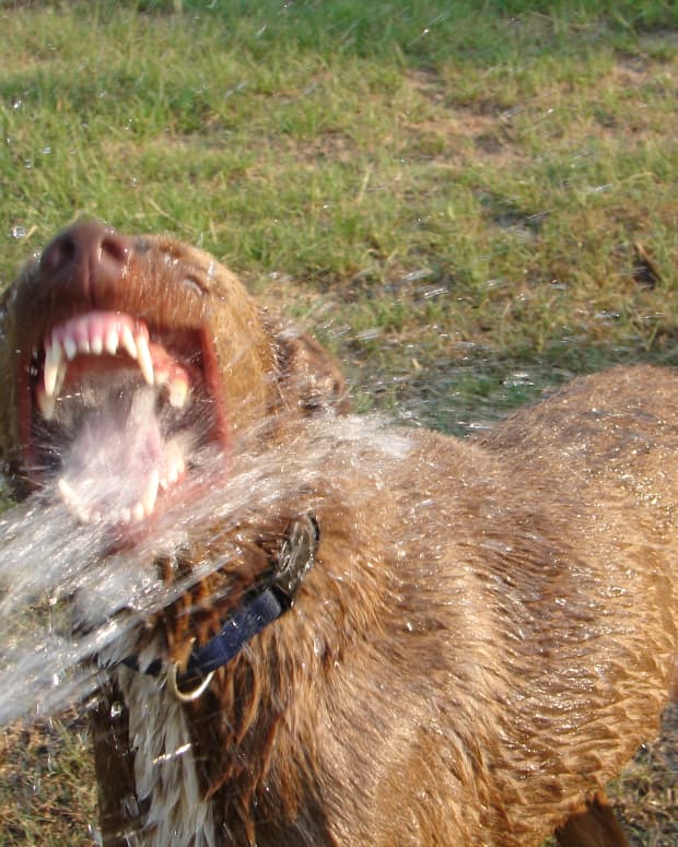 what does a black mouth on a dog mean