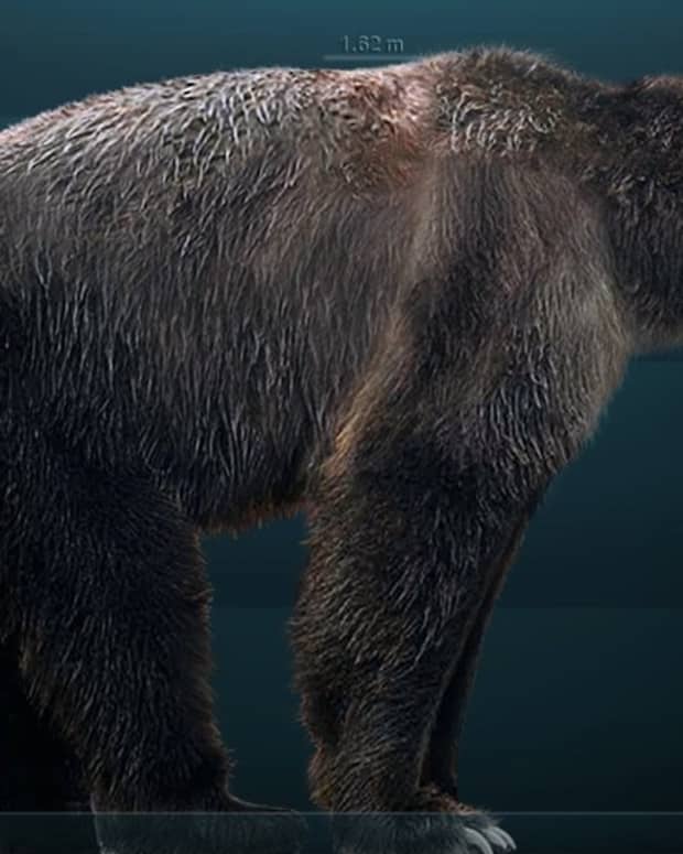 giant-short-faced-bear-sightings-is-arctodus-simus-still-alive