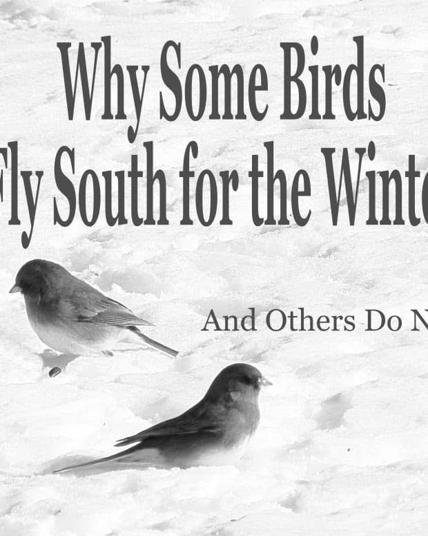 why-some-birds-fly-south-for-the-winter-and-others-do-not