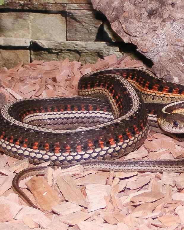 red-sided-garter-snakes-and-the-narcisse-snake-dens-of-manitoba