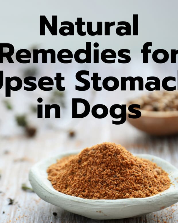 4-easy-home-remedies-to-settle-your-dogs-upset-stomach