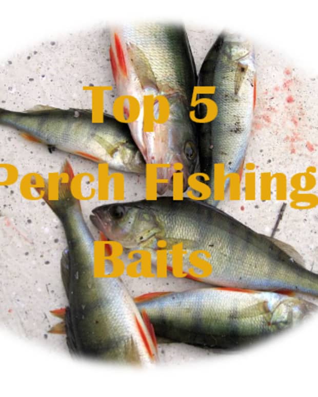top-5-best-perch-baits