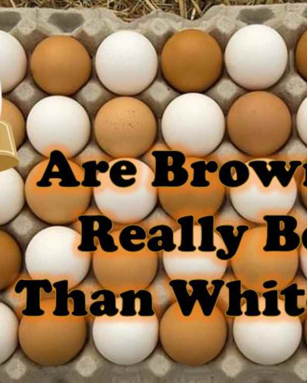What's the Difference Between White, Brown, CageFree, & Organic Eggs
