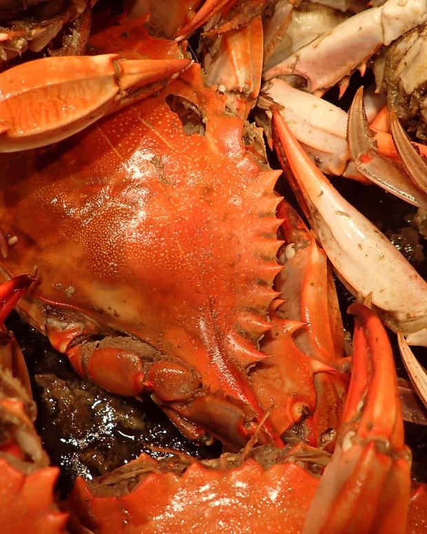 How to Catch, Clean, and Cook Blue Crabs Delishably