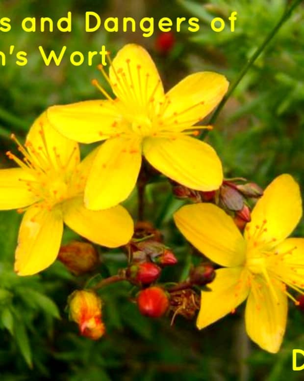 the-uses-benefits-and-dangers-of-st-johns-wort