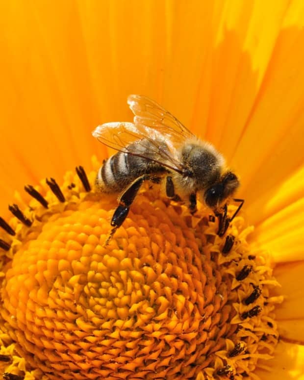 bee-pollen-whats-all-the-buzzin-about
