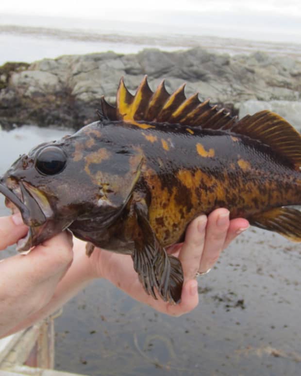 best-rockfish-lures