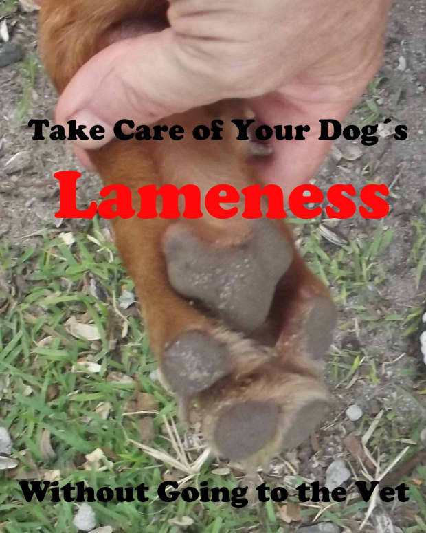diagnosing-your-dogs-lameness-at-home