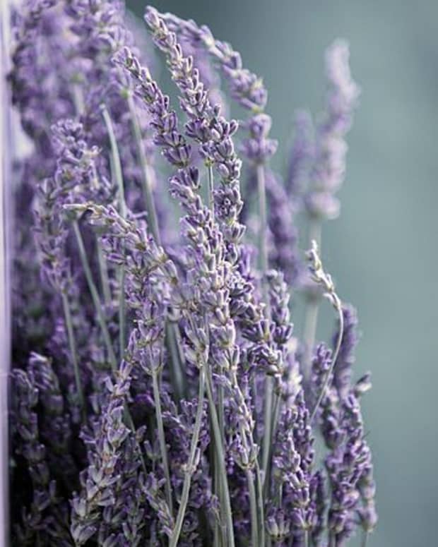 uses-and-benefits-of-lavender-essential-oil